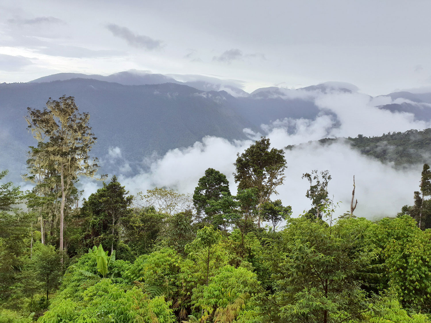 Fair Grade Forests Investment Overview